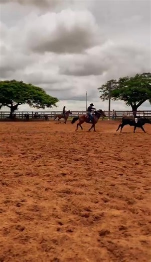 All About Team Penning: Prova Insights and Highlights