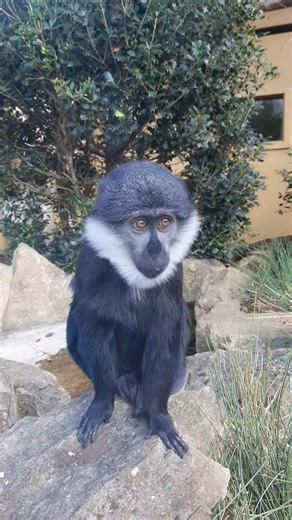 Bearded Monkey at the Zoo(Cercopithecus lhoesti) 🐒👀