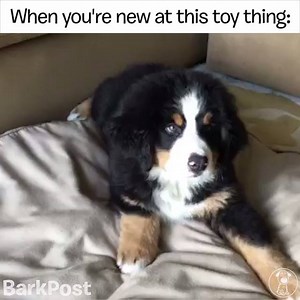 138K views · 5K reactions | "HOW DOES THIS WORK." -This puppy. Email your doofus dog moments to puppics@barkbox.com or upload to BarkFeed.com! | BARK | Facebook