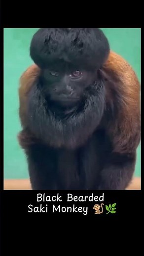 Rare Appearance of a Black Bearded Saki Monkey 🐒🌿 - CreatureCops