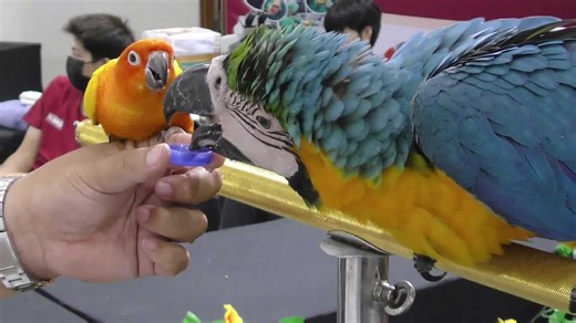 Adorable Bird Buddies: A Large Macaw Patiently Shares Water with a Playful Sun Conure at a Show in Thailand