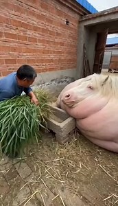 small animals (@smallan19)’s video of Big Animals