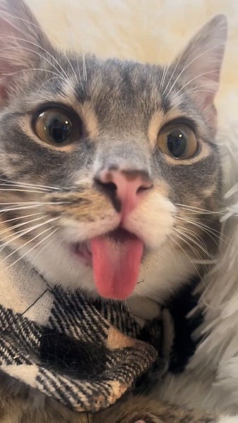 Funny Moments of Rigby the Cat: Cat of TikTok