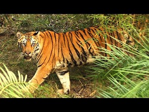 International Tiger Day!!