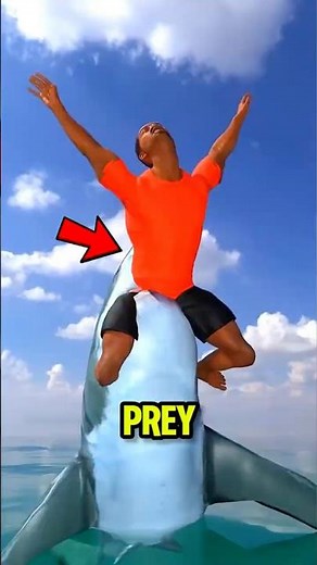 How To Survive A Shark Attack😨