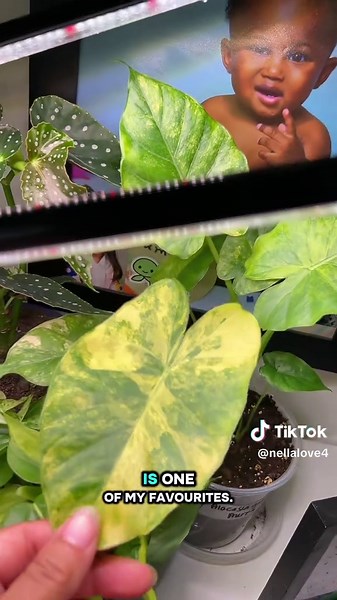 Pothos Indoor Care: Nurturing Your Houseplant Babies