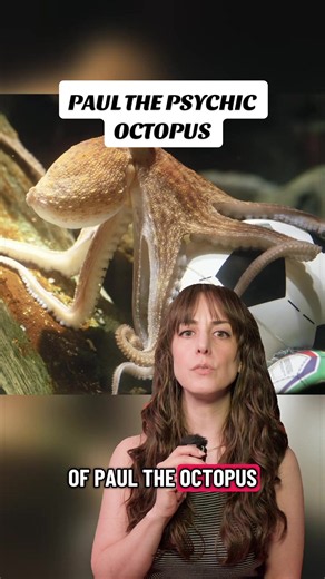 Paul the Psychic Octopus: How El Pulpo Paul Predicted World Cup Results