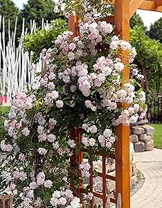 New Dawn Pink Rose Climbing Live Starter Plant, Fragrant Pink Climbing Rose for Planting Outdoor, No Pot, 1 Year Old Rose Plant, Well-Rooted Rose Plants Live Ready to Plant