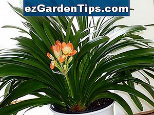 Wie man eine Clivia teilt 🌱 Tipps Gärtner - De.ezGardenTips.com