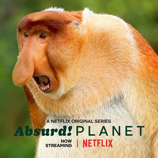 If you feel weird that your diet consists of your kids' leftover sandwich crusts, just know that octupuses eat their own tentacles 🐙 #AbsurdPlanet is on Netflix now 🌏 | Netflix Family
