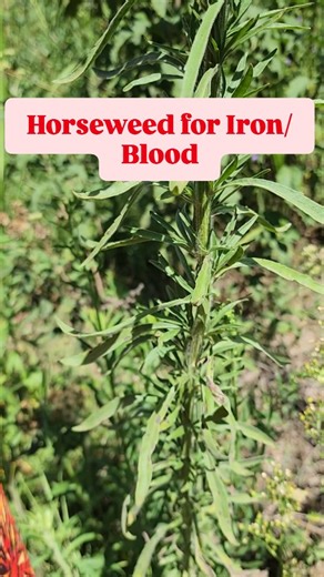 Herbs for Blood part 4 Meet horseweed, murunga anake, its heals open wound, stop bleeding from cuts and boosts iron. Helps with toothache, manpower and so much 0113801118 | Umai Naturals