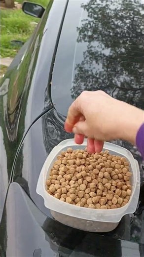 Worm Control Routine (Real Life With 24 Dogs)