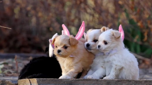 An Easter Day with puppies