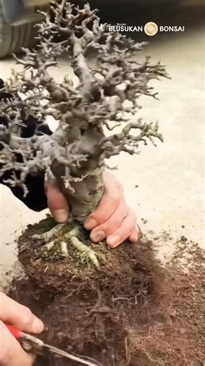 How to prune bonsai roots to make them healthier #bonsai #bonsaitree #bonsaiart