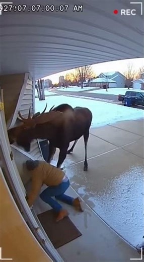 Bull Moose Charges Person in Driveway CCTV