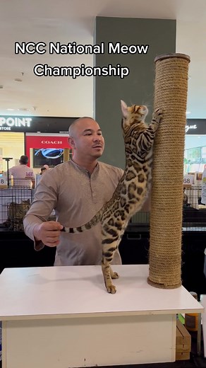 Best Bengal at NCC National Championship Cat Show