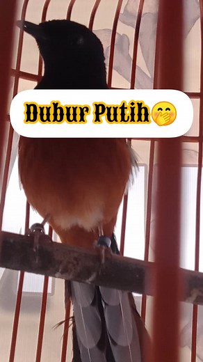 Yg Model ginian bikin kicau mania pada nyerah 🤭 | Boy Kurniawan