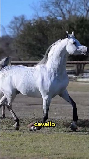 Arabian Horses vs. Akhal-Teke: Which Is Worth More? #horse #comparison #luxury