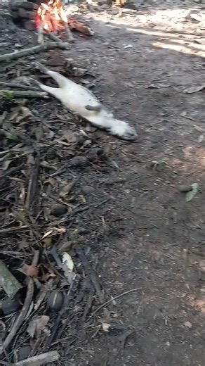 PACA came in early 💥🔥 #hunting #wildlife #animals #waiting #nature #amazon
