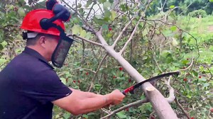 30 FT Manual Pole Saw for Tree Trimming, Extendable Tree Pruner with Sharp Steel Blade and Scissors for High Branches, Sturdy Design Ideal for Pruning Palms and Shrubs