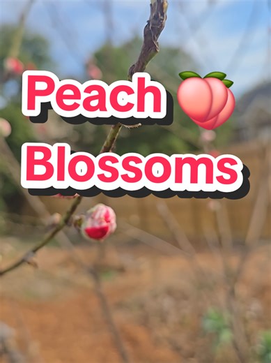 I've been waiting for 3 years to see this tree flower