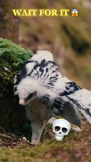 Best Bird Transformation – Part 9 | Epic Bird Morph #Shorts