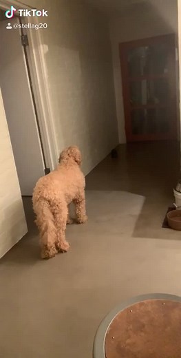 Stella Gregg (@stellafrancesgregg)’s videos with Reflection - Pop Version - The Hollywood Symphony Orchestra