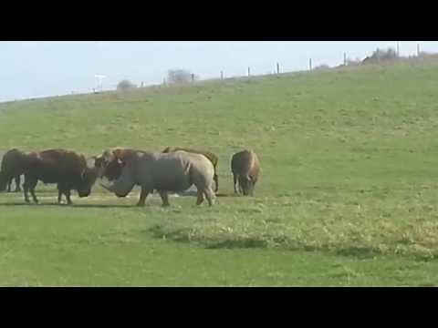 Rhino vs Buffalo (Bison)