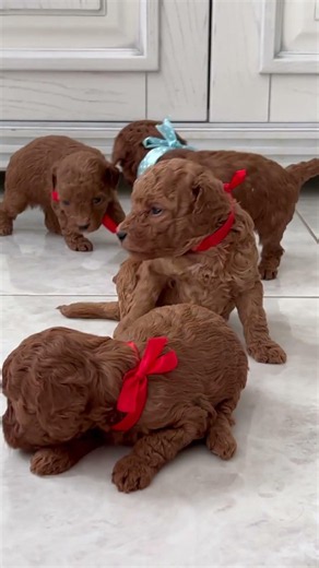 Welcome to the cutest puppy moments!