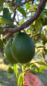 🥑🌱 Avocadobaum zu Hause pflanzen aus dem Kern mit einfachen Schritten für eine gesunde Pflanze | Omas Tipps und Rezepte