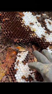 17M views · 37K reactions | Arı yetiştiricilerinin korkulu rüyası. Eşek arısı yuvasını böyle bozdu. | SkyTurk | Facebook