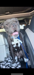 70K views · 5.7K reactions | The update you have all been waiting for… Duke is safe, loved and out of the shelter! He’s been in our care for a whole hour, and we are already obsessed with him! I can’t wait to see what life has in store for this handsome man. Keep your eyes peeled for a medical update early next week + watch our stories for more frequent update. Thank you will never be enough ✨ | Sky Sanctuary Rescue | Facebook