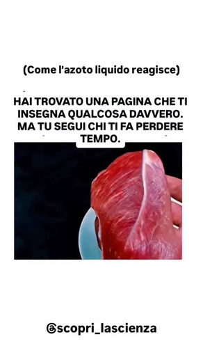 Esperimenti e dimostrazioni 🔬🧑‍🔬 on Instagram: "L’azoto liquido congela la carne a meno 196 Celsius, causando l’acqua all’interno delle fibre muscolari a formare cristalli di ghiaccio duri. Questi cristalli rendono la carne estremamente fragile e soggetta a frantumarsi. Il contatto diretto con la carne congelata può causare un grave congelamento, e l’ingestione mentre è ancora estremamente fredda può danneggiare bocca, gola e tessuti interni. Man mano che la carne si riscalda, qualsiasi azoto