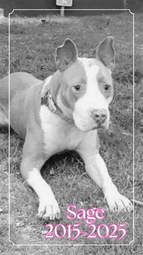 In Loving Memory of Sage 💜 We rescued Sage in 2015 when she was just a 3-month-old puppy. Blind from birth, she was never short on joy or spirit. She was adopted quickly, but when her adopter became ill, Sage came back to us. What followed were five challenging years — nine fosters, fourteen moves. Not easy for any dog, especially one who couldn’t see. Then, in October 2020, Sage met Freddi, and everything changed. For the first time, she knew what it meant to be truly home. She was cherished, 