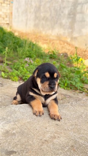 The cute little black puppy is sitting #dog #puppy #anmals #sweetdog #shorts