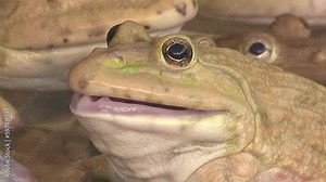 Close-up frog opening a mouth in a farm
