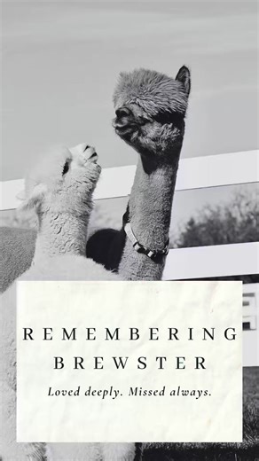 We are heartbroken to have to relay this news to you. Brewster has unexpectedly and suddenly passed away. We are awaiting his necropsy results and are deep in the stages of grief. We will share more when we’re able to. | Eagle Eye Farm