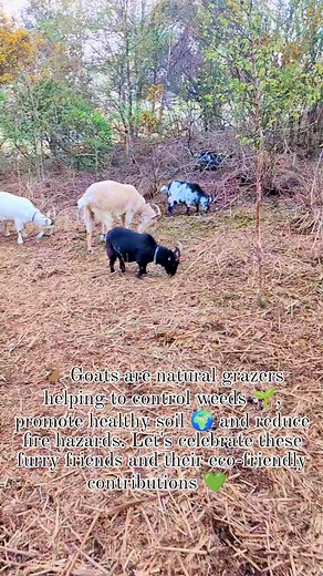"Meet the ultimate lawn care crew! 🐐✨ Goats are natural grazers, helping to control weeds, promote healthy soil, and reduce fire hazards. Plus, they provide delicious milk and cheese! 🌱💚 Let's celebrate these furry friends and their eco-friendly contributions! #goatgrazing #sustablefarming #naturelovers | Eco Ground Keeping