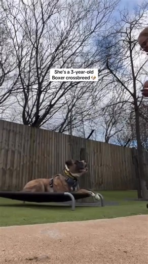 If you think Rosie at our Manchester centre could be the girl for you, please add her as a favourite on your adoption application: https://bit.ly/4pSyi8C Otherwise, please like, comment and share as you never know who this might reach 🤞🐶 [Video description: This is a montage of different clips featuring a large brown and white dog. She is shown walking on lead, playing with toys, socialising with people and more.] | Dogs Trust