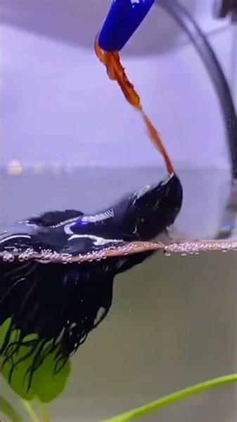 betta fish jump | why betta fish jump out of tanks | beautiful betta fish jumping