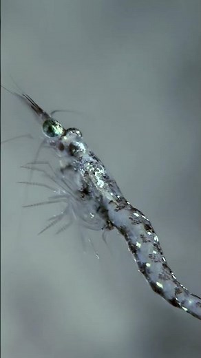 Krill of Antarctica Close up With a Four-Way View