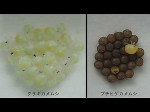 クサギカメムシとブチヒゲカメムシの卵塊が孵化する様子