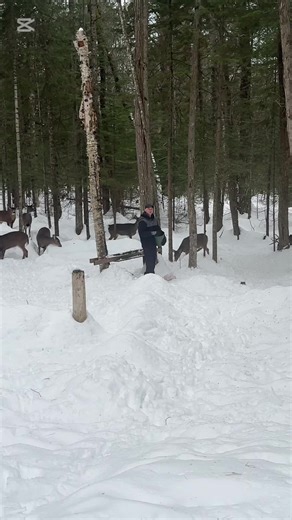 Come out and feed the deer with me! #ontario #deer #buck #whitetaildeeroftiktok #whitetaildeer #northernontario #deersanctuary #winter #snowfall #deerhorn