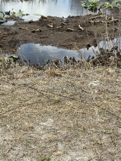 Silly Turtle Moments in Swamp Life