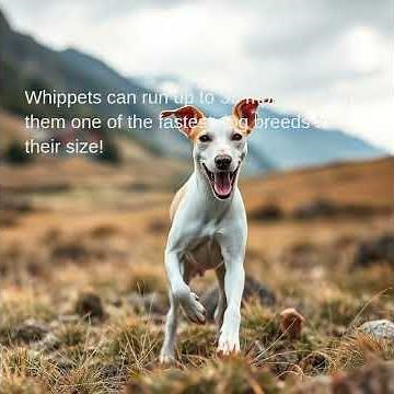 Whippets can run up to 35 mph, making them one of the fastest dog breeds for their size!