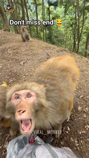 Monkey Gets Angry After Tasting Onion 😂🧅 #monkey #shorts