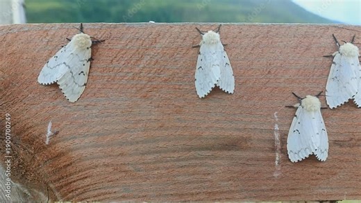 butterflies of the unpaired silkworm (Lymantria dispar)