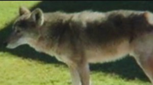 Acres Homes residents concerned about coyote problem in their community