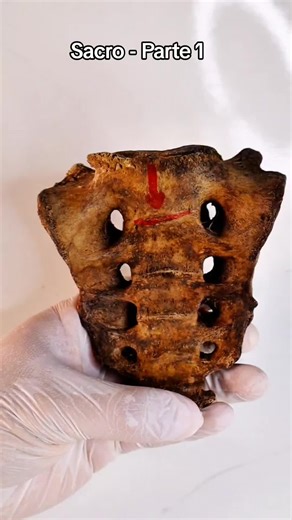 Estudio del Sacro: Anatomía y Huesos Humanos