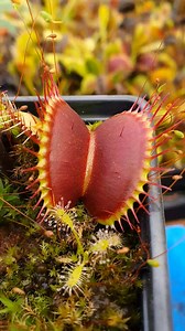 72K views · 706 reactions | Bug eating plant is fed a juicy fly #insecteatingplant #flytrap #carnivorousplantsofinstagram | Carnivorous Plants | Facebook